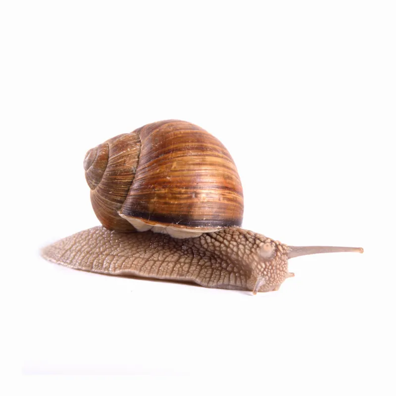 Image illustrative du produit