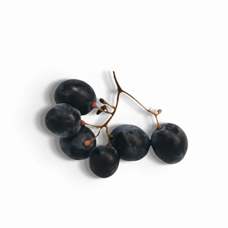 Imagen ilustrativa del producto